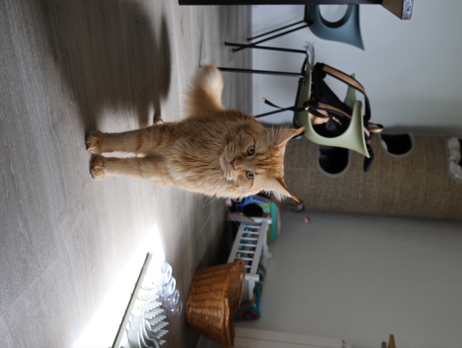 Kater zu Besuch im Betreuungsraum